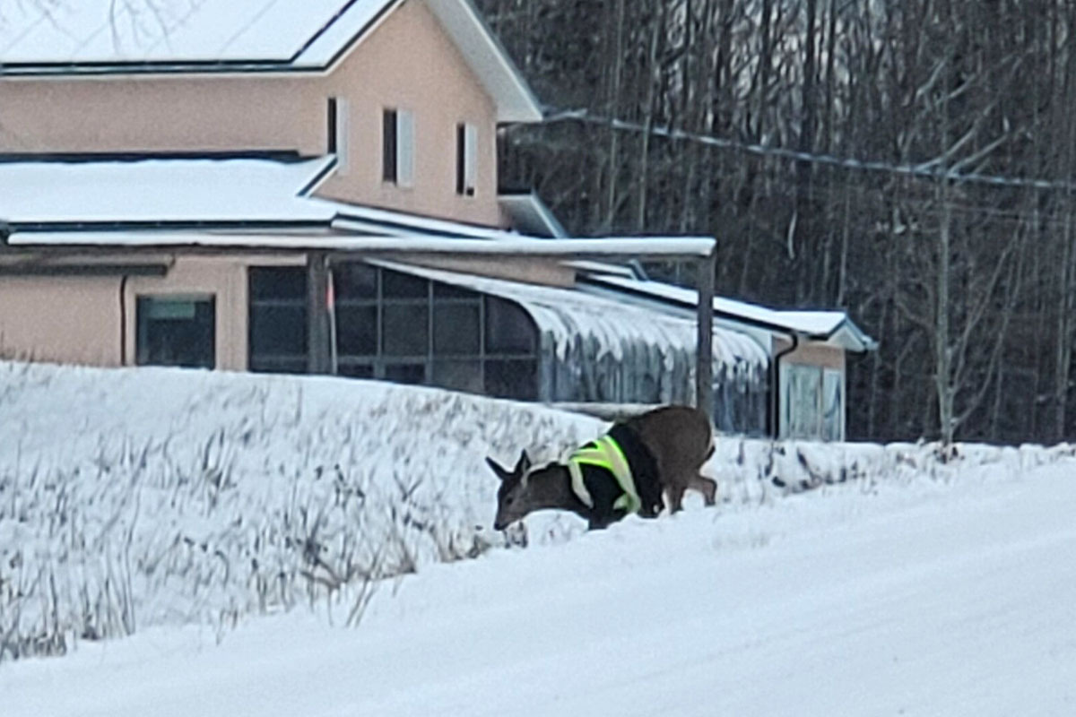 Deer crossing into a ditch wearing a hi-vis jacket