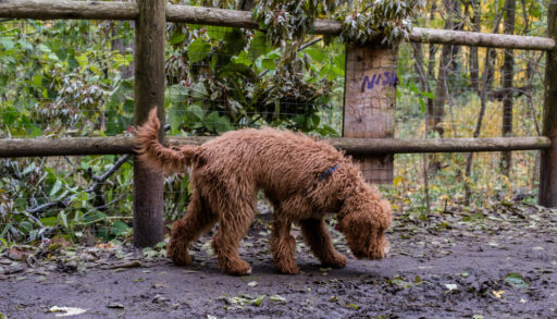 SIX MONTH OLD GOLDEN DOODLE PUPPY WALKS ON NATURE TRAIL. Story about a rare tapeworm