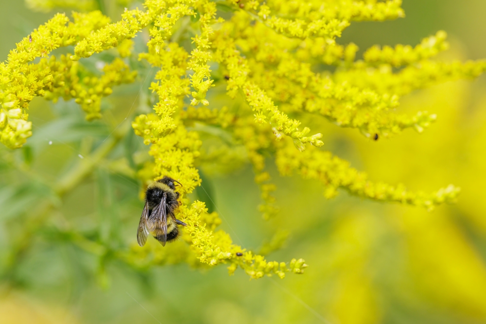 A yellow-banded bumble bee on a goldenrod plant