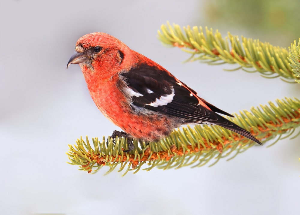 A white-winged crossbill perched on a branch