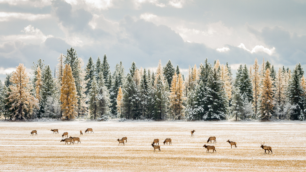A field of tamarack and fir trees