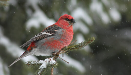 A male pine grosbeak perched on a snowy branch