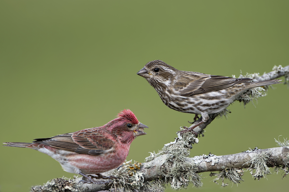 A male and female purple finch on a branch