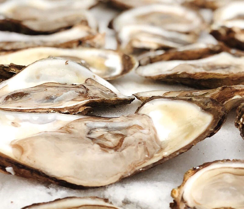 Oysters on the snow outside in the winter