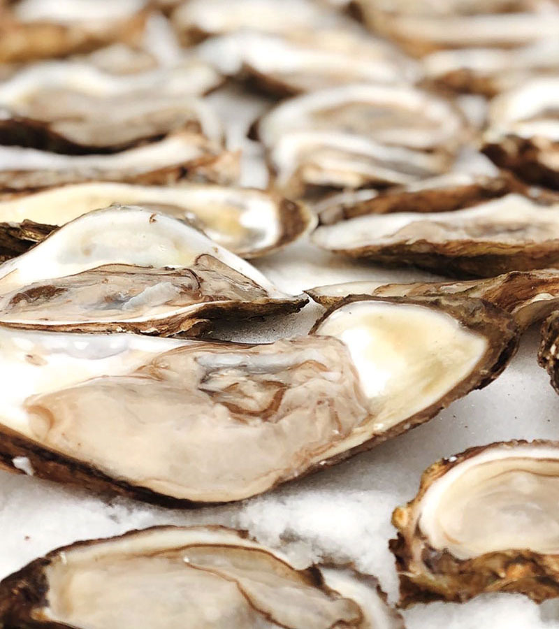Oysters on the snow outside in the winter