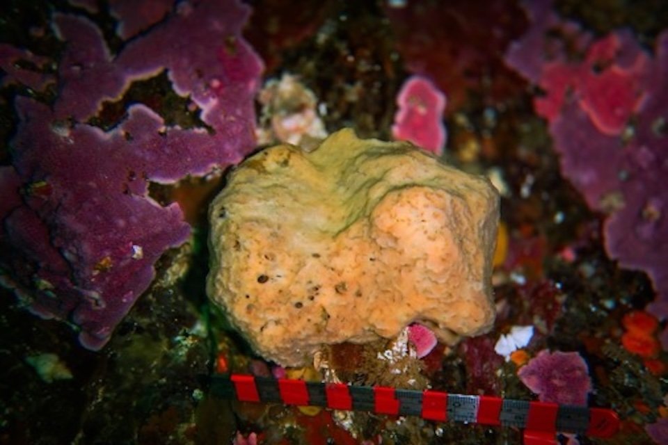A shot of Belinda the sea sponge on the ocean floor