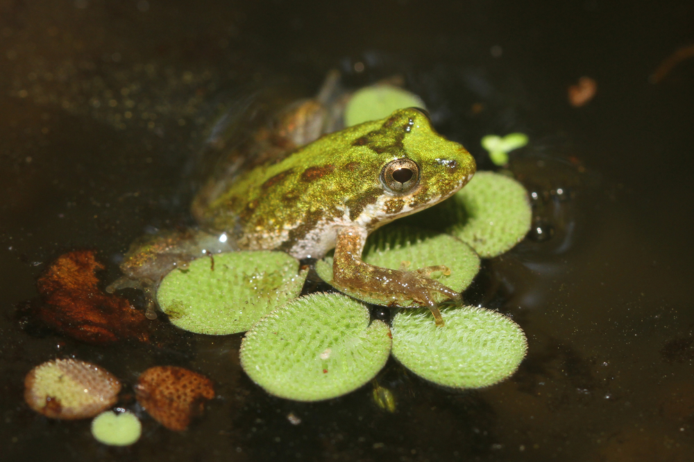 A cricket frog clinging to a lily pad
