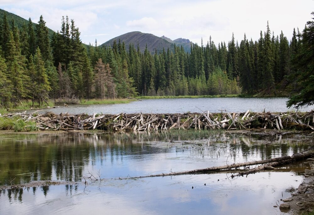 A beaver dam in a lake