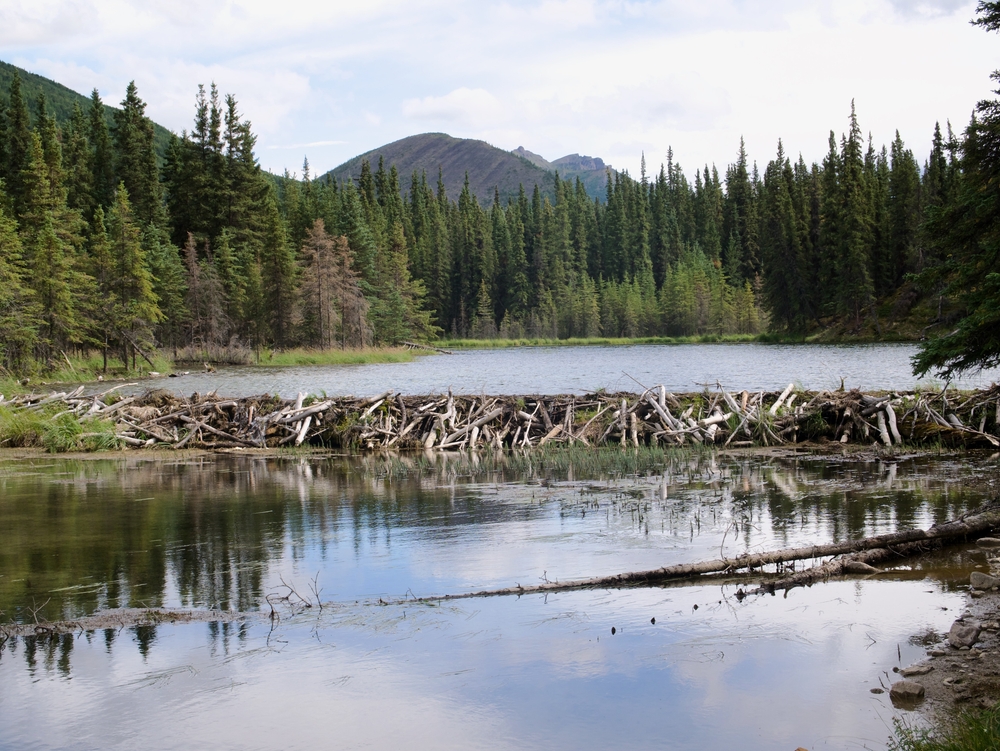 A beaver dam in a lake
