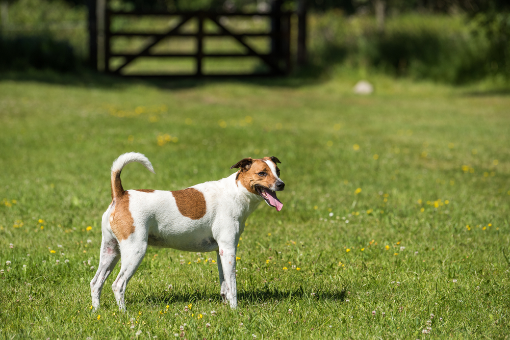 Danish Swedish Farmdog. This breed, which originates from Denmark and southern Sweden is lively and friendly.
