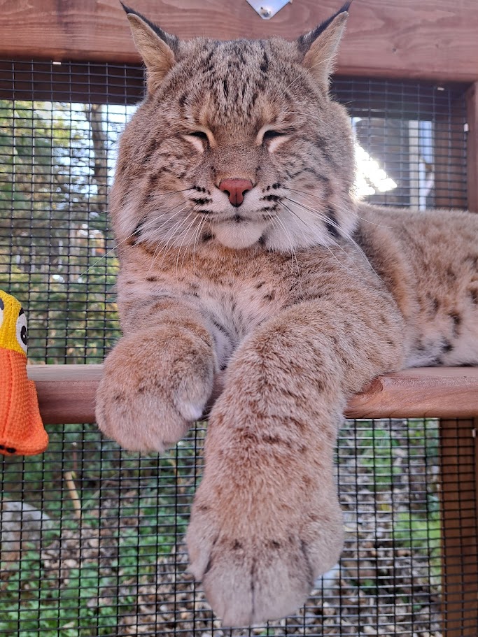 Jessie the bobcat in his enclosure