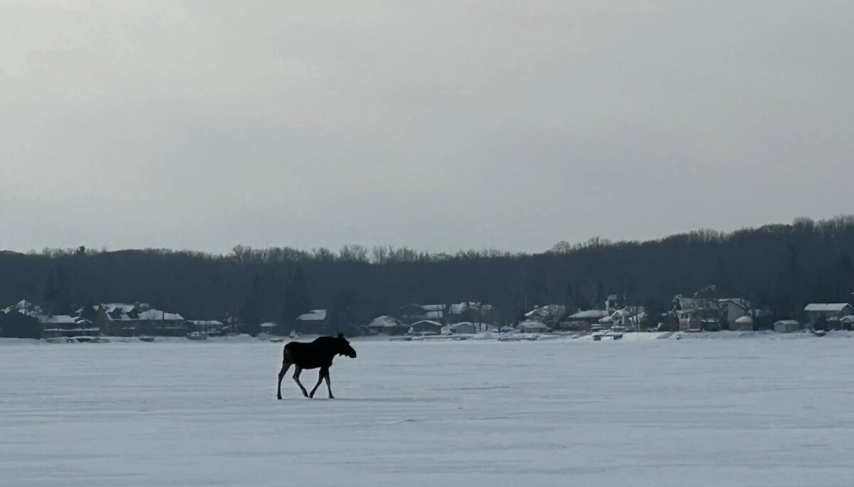 a moose strolling across a frozen lake