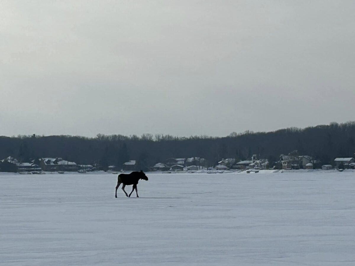 a moose strolling across a frozen lake