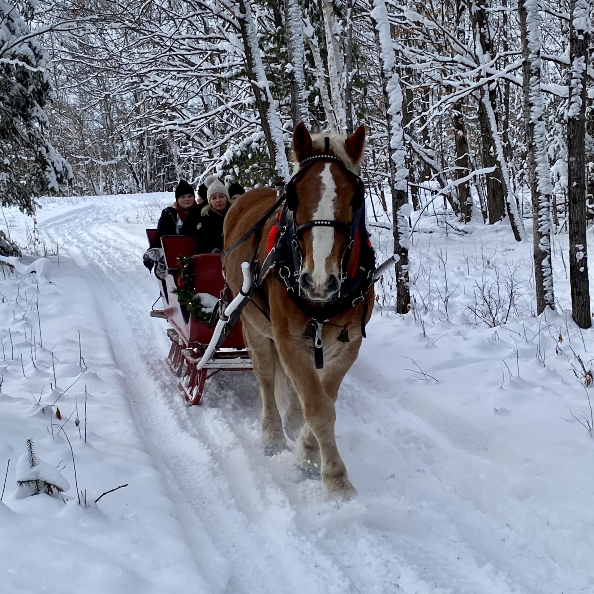 A Clydesdale pulling a sleigh