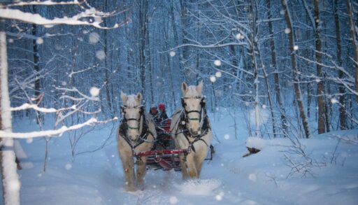 A team of draft horses pulling a sleigh