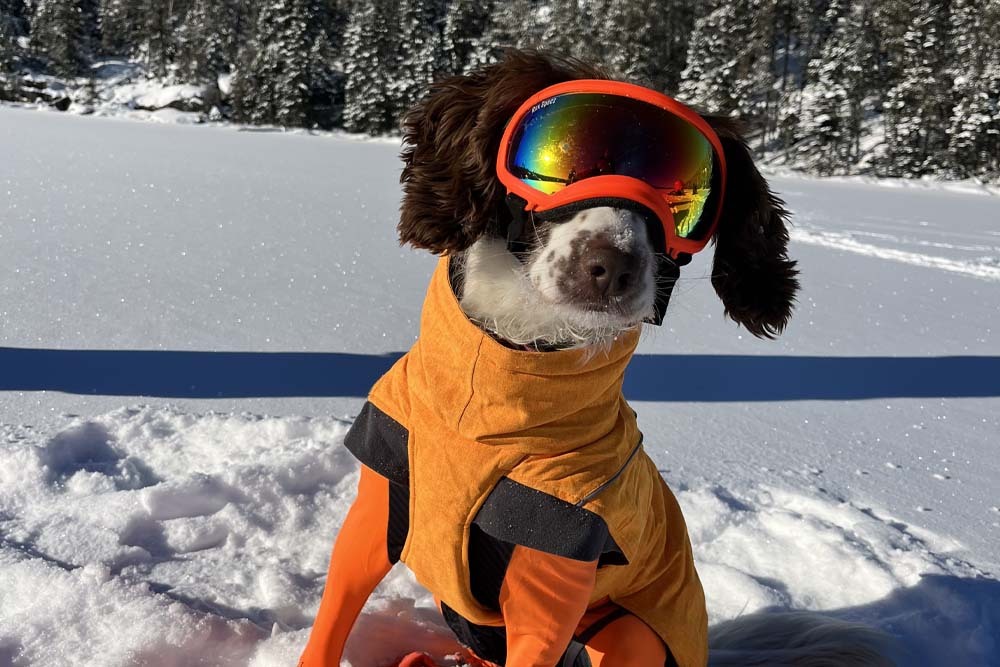 Photo of Poppy, the oil spill-sniffing dog, on a frozen lake covered in snow
