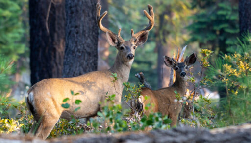 Chronic Wasting Disease