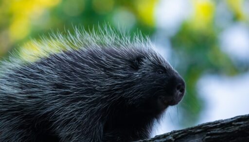 A porcupine against a blurry treed background
