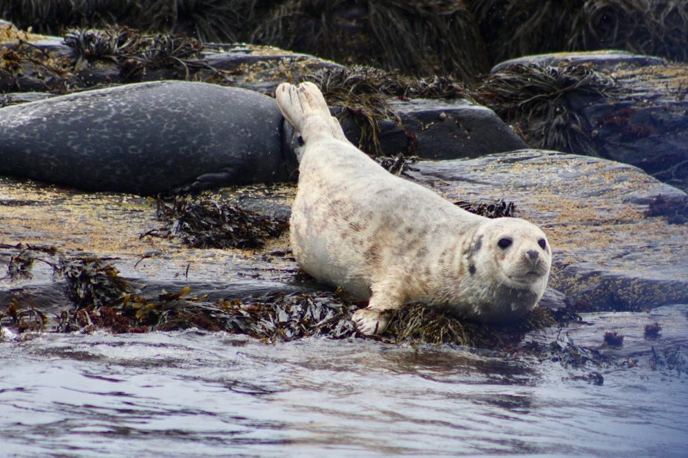 A harbour seal sitting on a rock by the ocean with other seals in the background