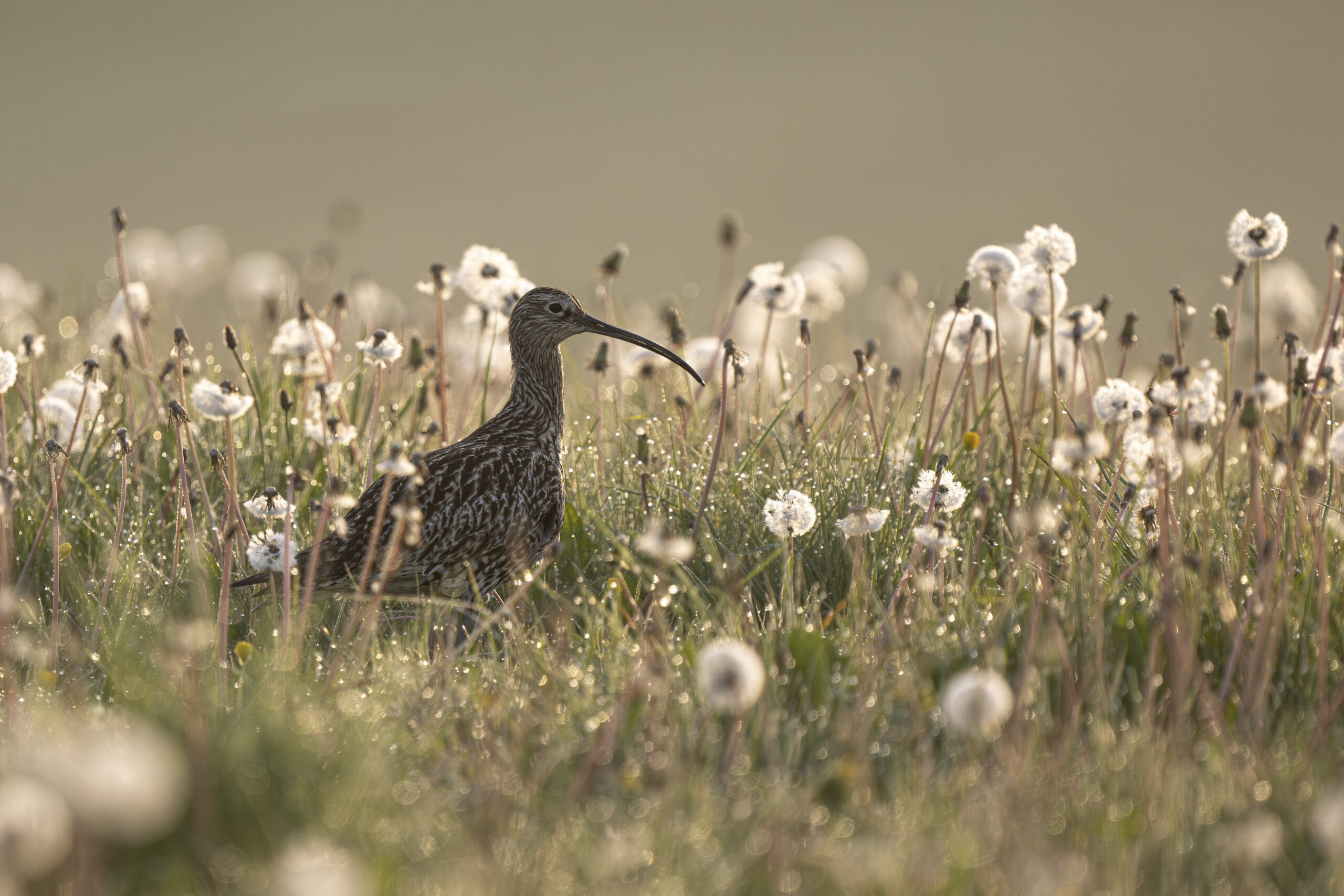 bird sits amongst flowers