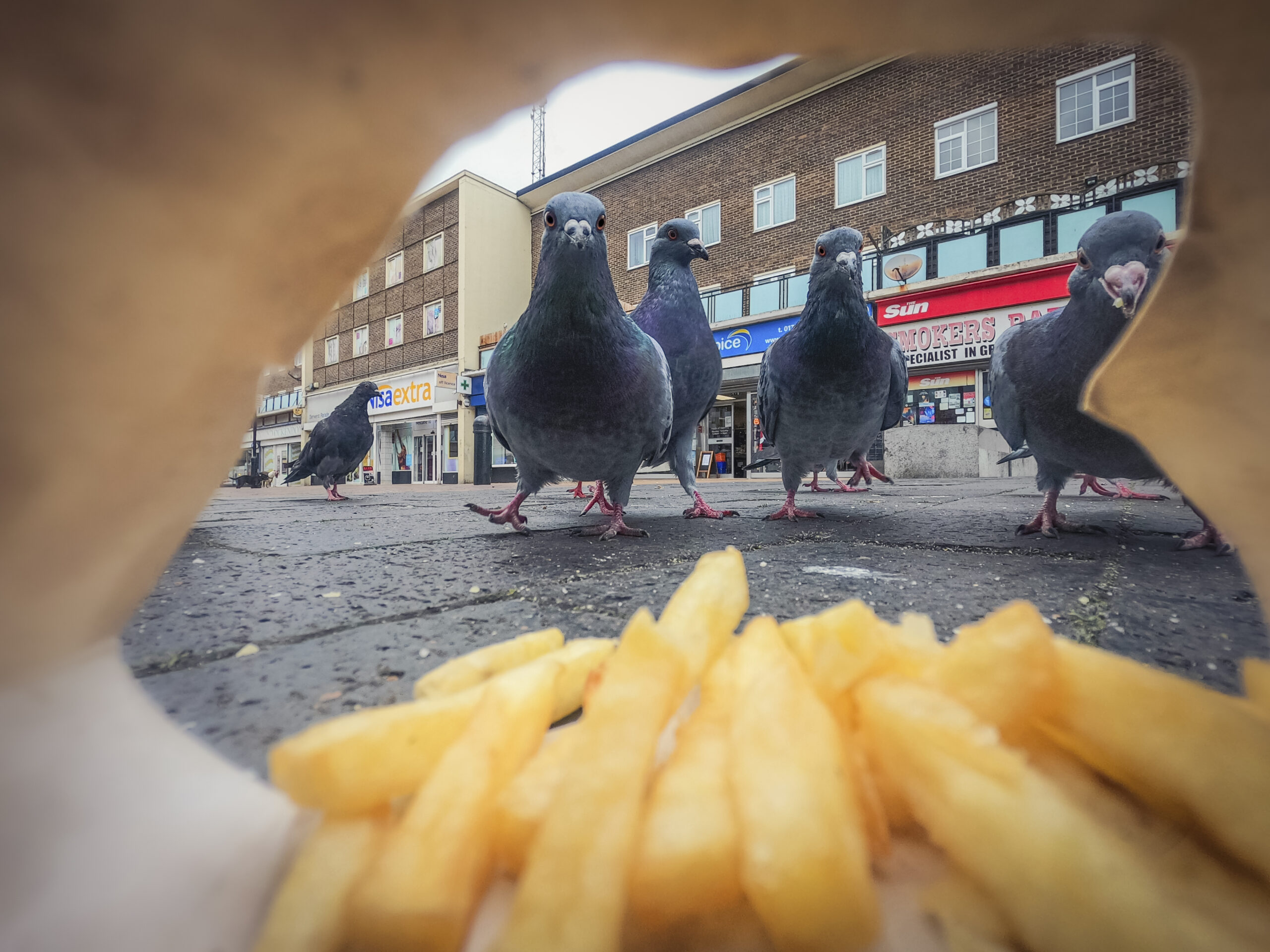 pigeons looking at french fries