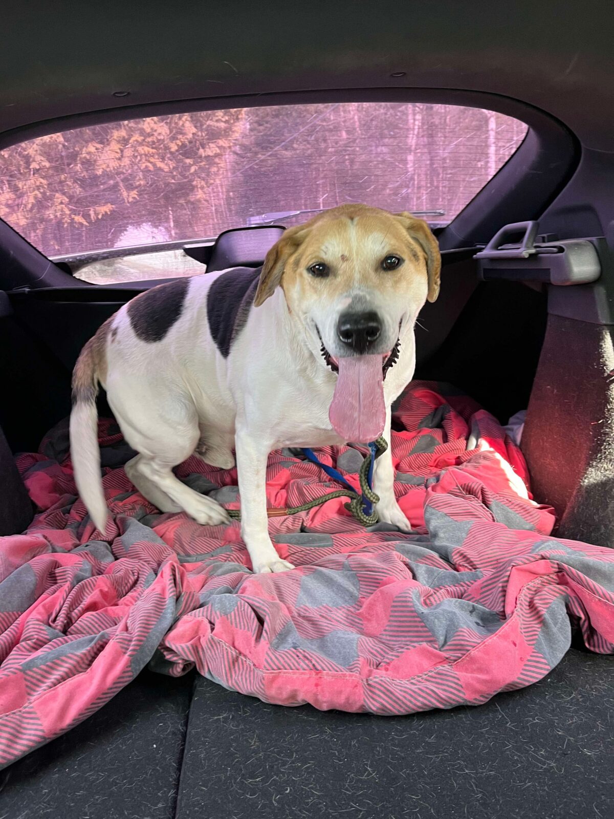 A dog on a blanket in the back of a car