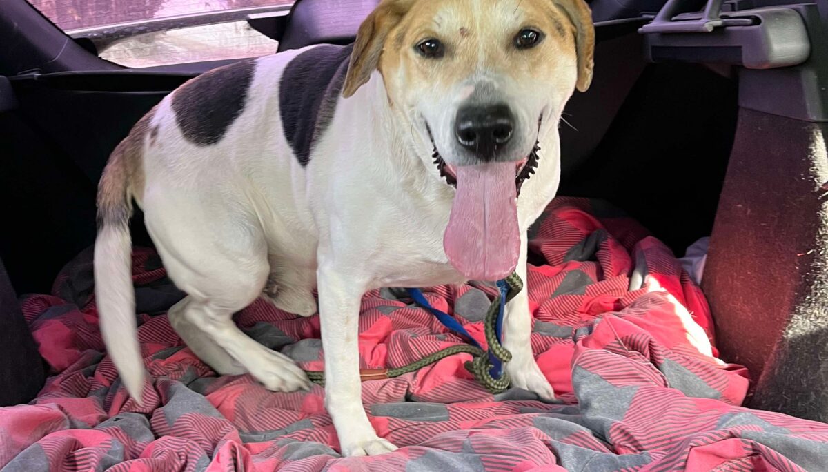 A dog on a blanket in the back of a car
