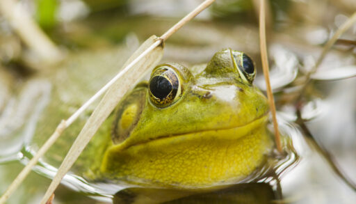 A green frog in the water