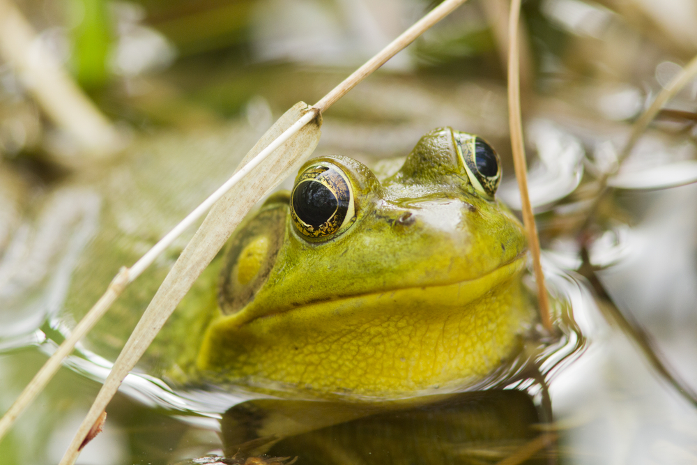 A green frog in the water