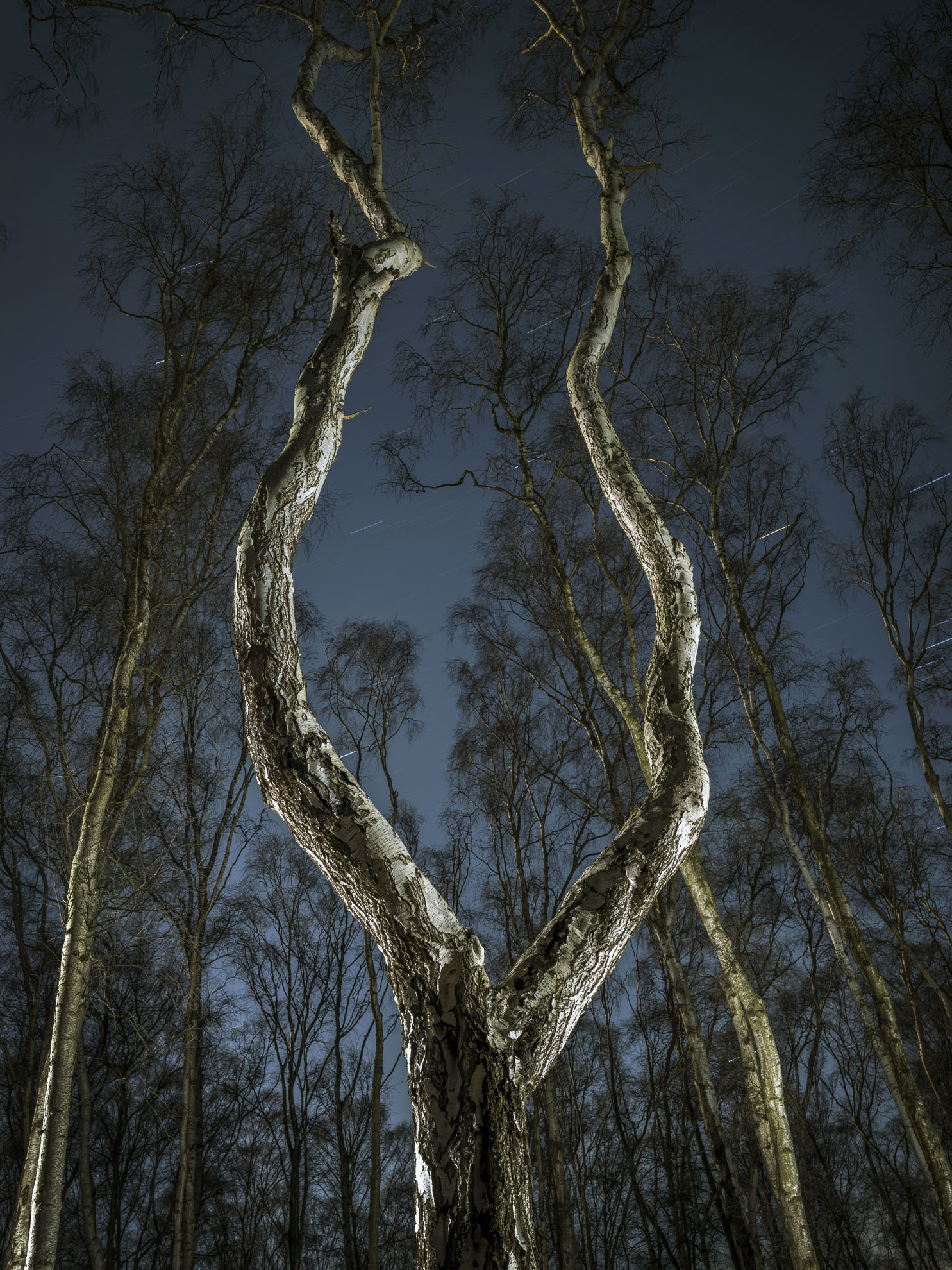 two gnarly tree branches against the night's sky