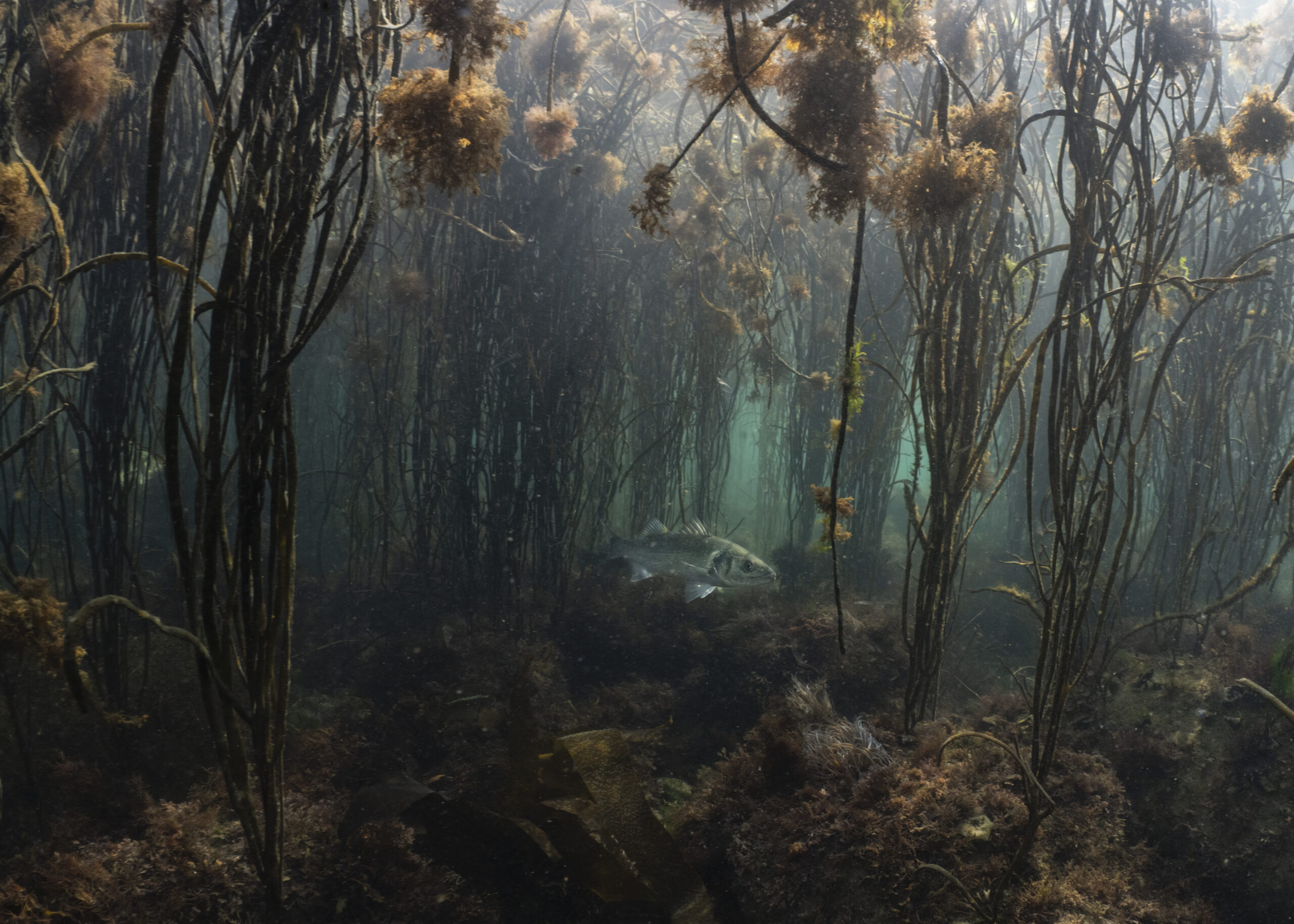 sea bass amongst underwater weeds