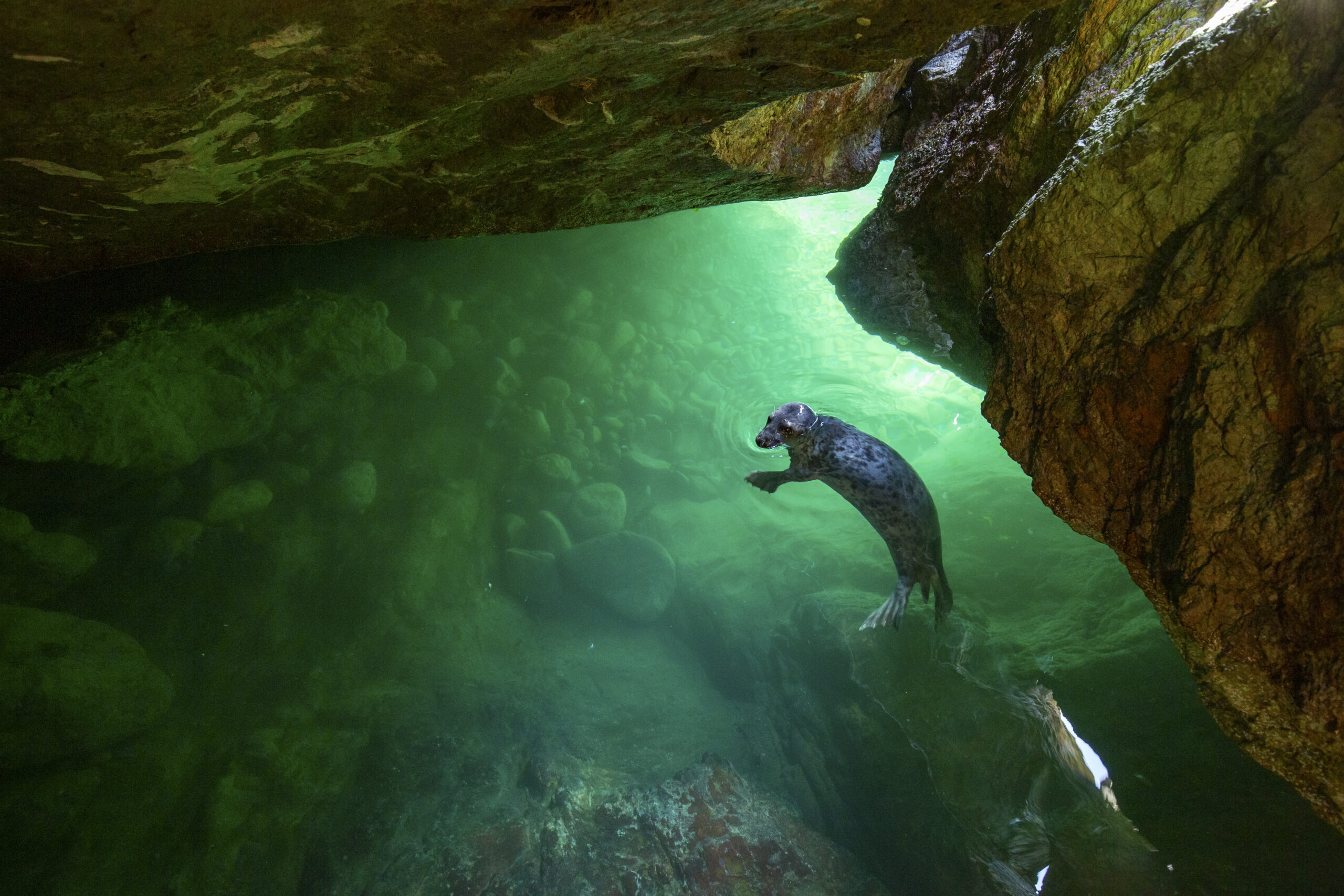 grey seal in a underwater cave