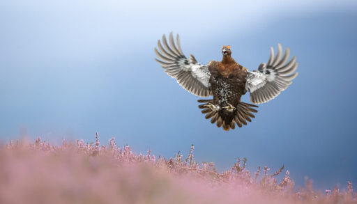 red grouse landing mid-air on pink heather