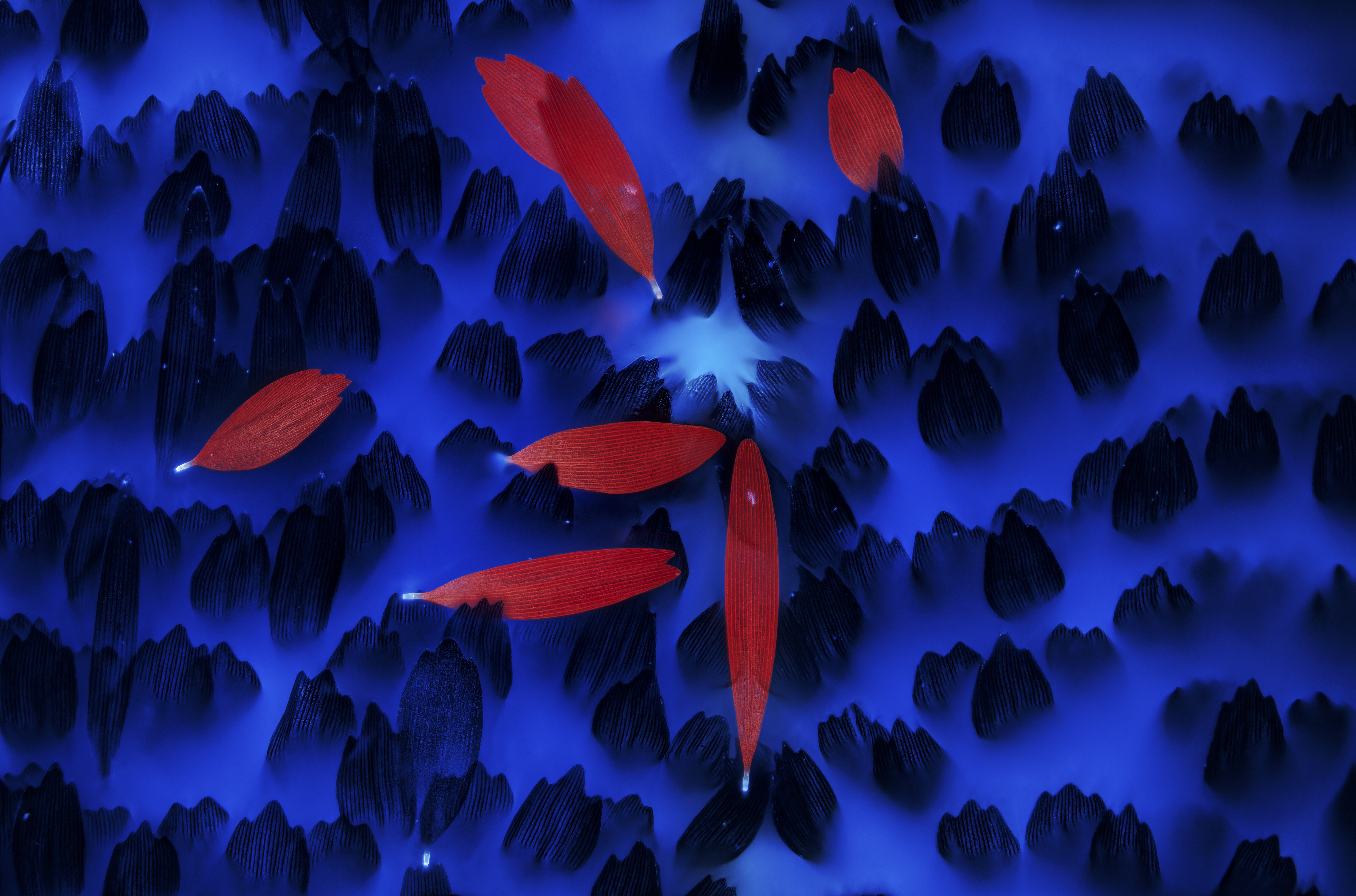 wing scales of the cinnabar moth that look like orange koi fish