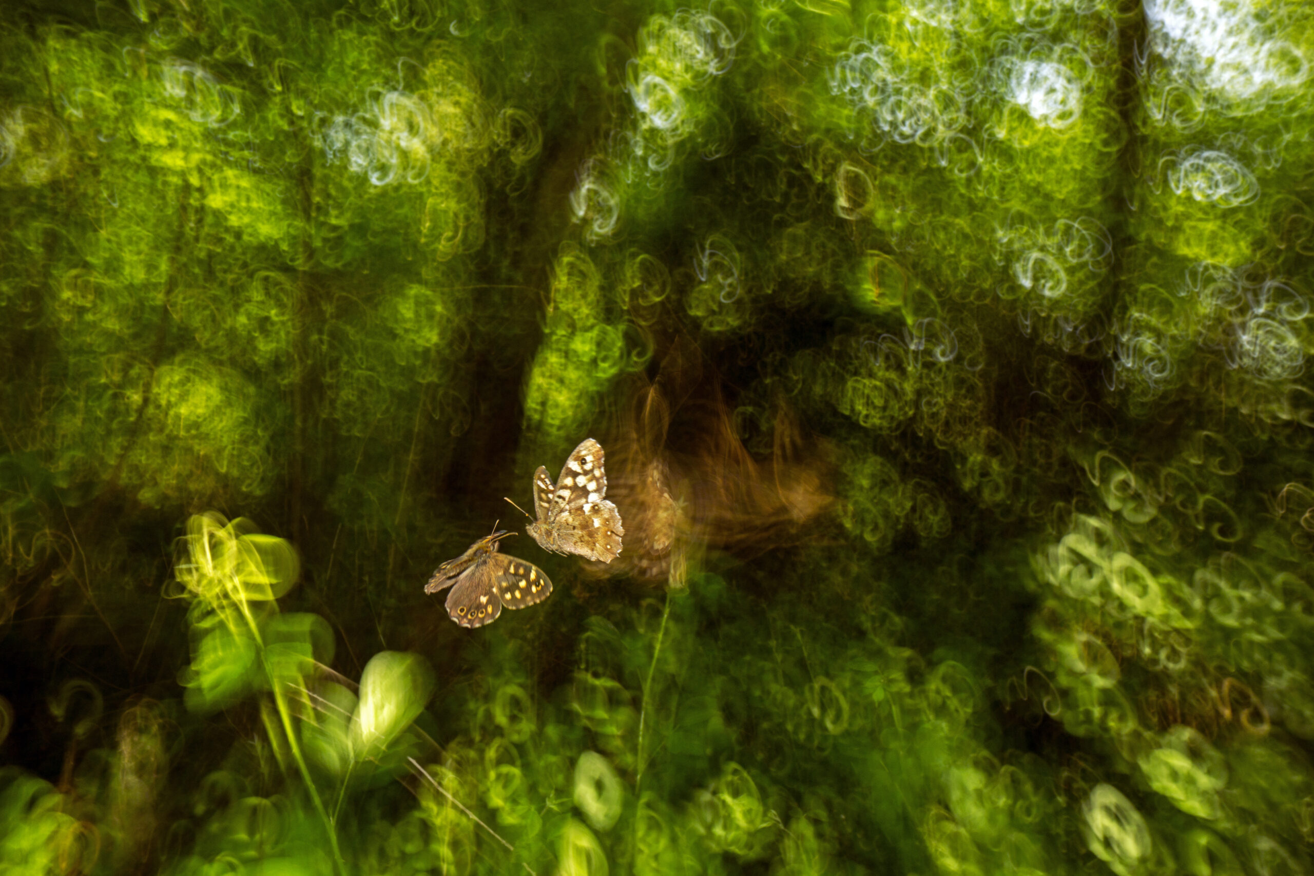 two yellow butterflies set against a blurry green backdrop