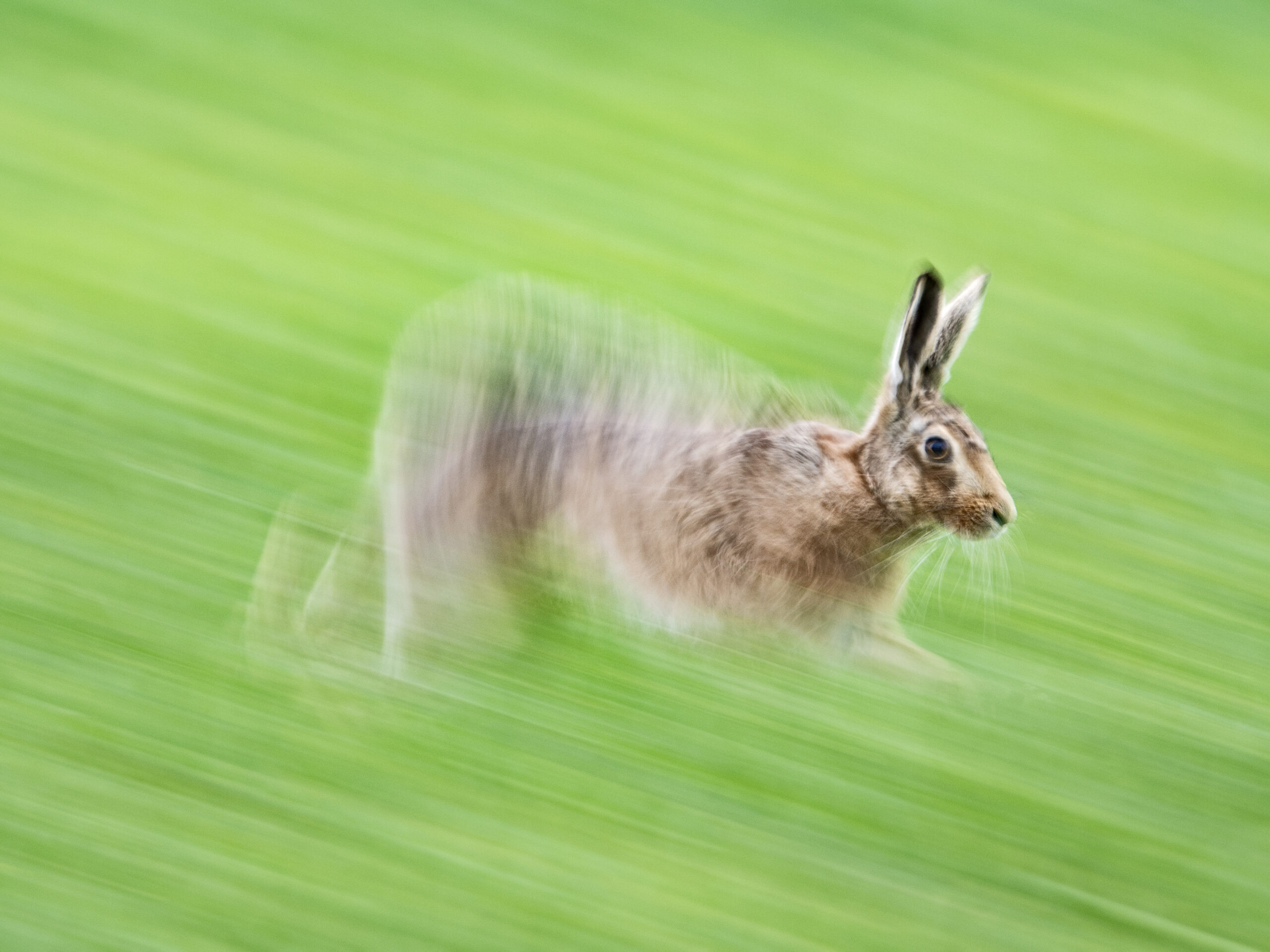 rabbit running fast through blurry grass