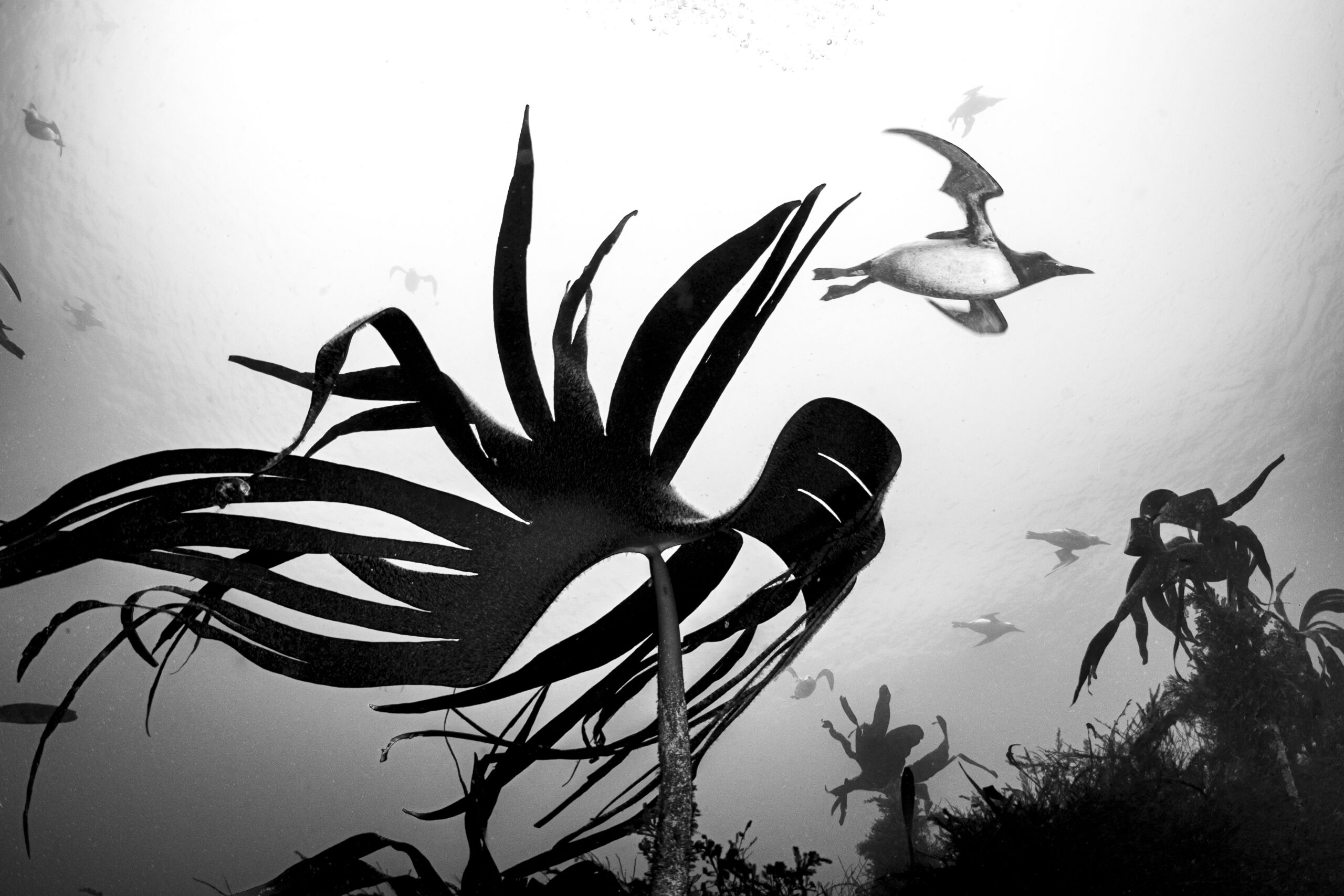 waterplant suspended under water with a bird diving above