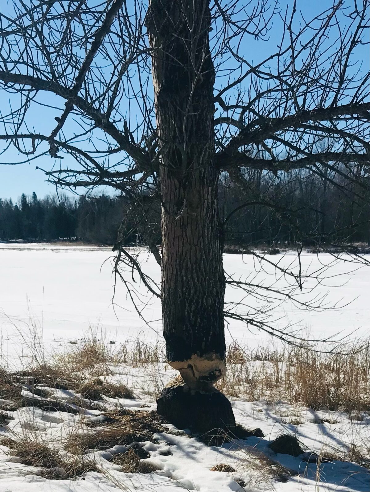 Image of a beaver-chewed tree