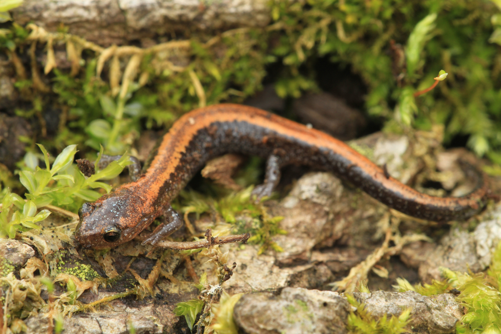 A red-backed salamander in the grass