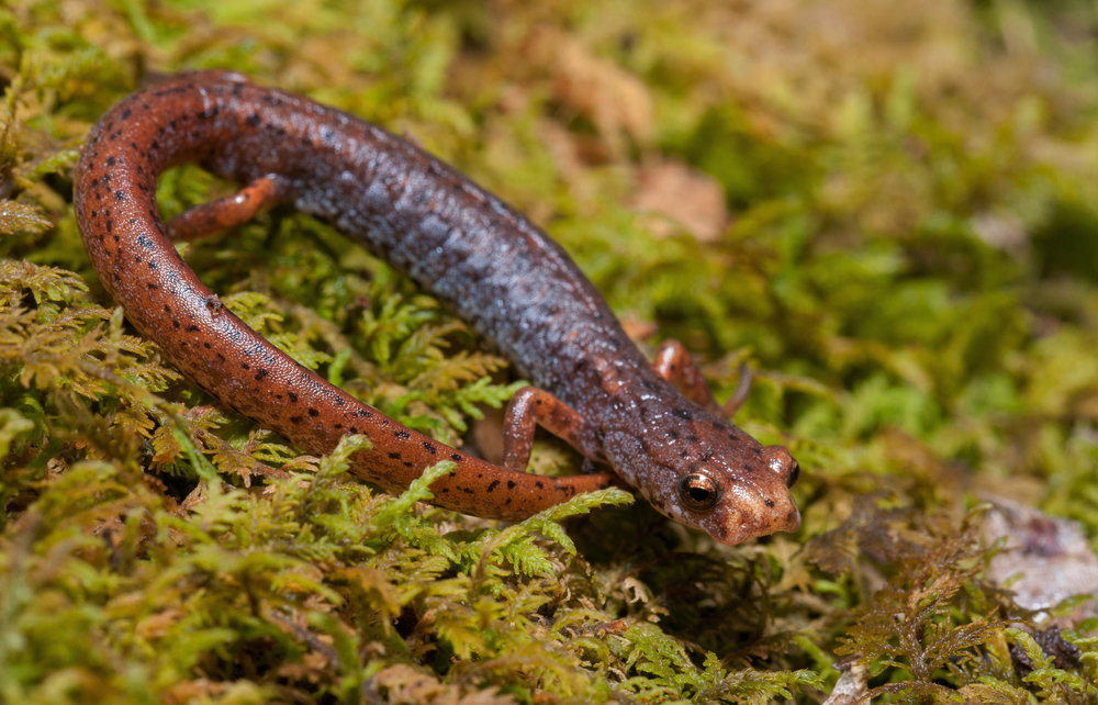 Close-up of a four-toed salamander