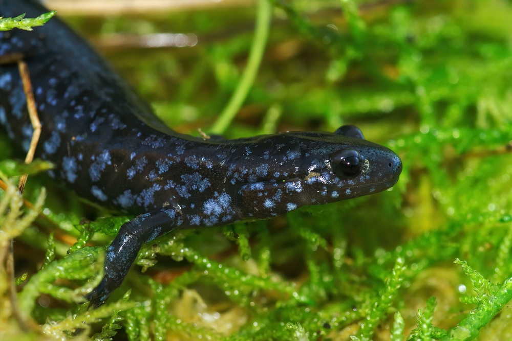 Close-up of a blue-spotted salamander
