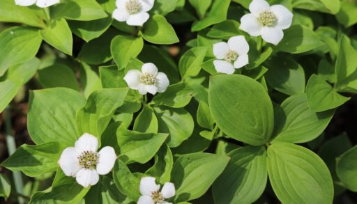 Native Canadian Plant