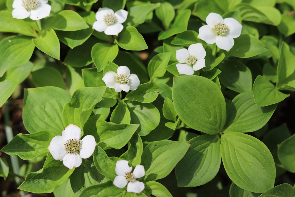 Native Canadian Plant