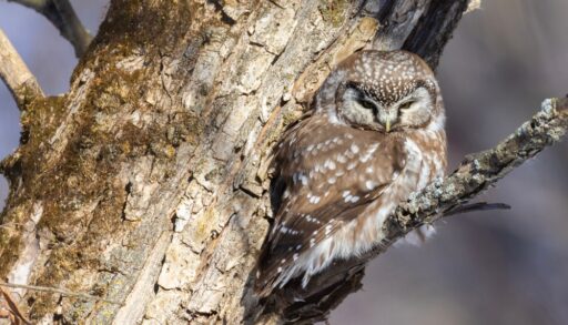 Close-up of a boreal owl in a tree