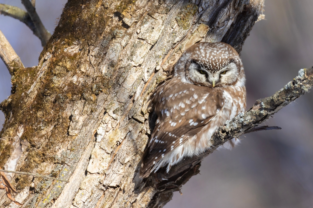 Close-up of a boreal owl in a tree