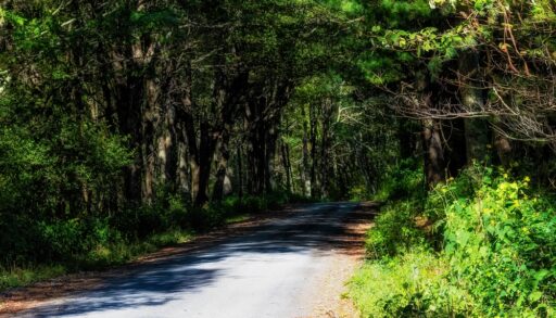 A shaded gravel road