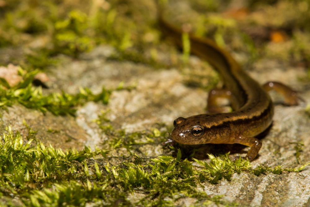 A northern two-lined salamander in pine tree litter