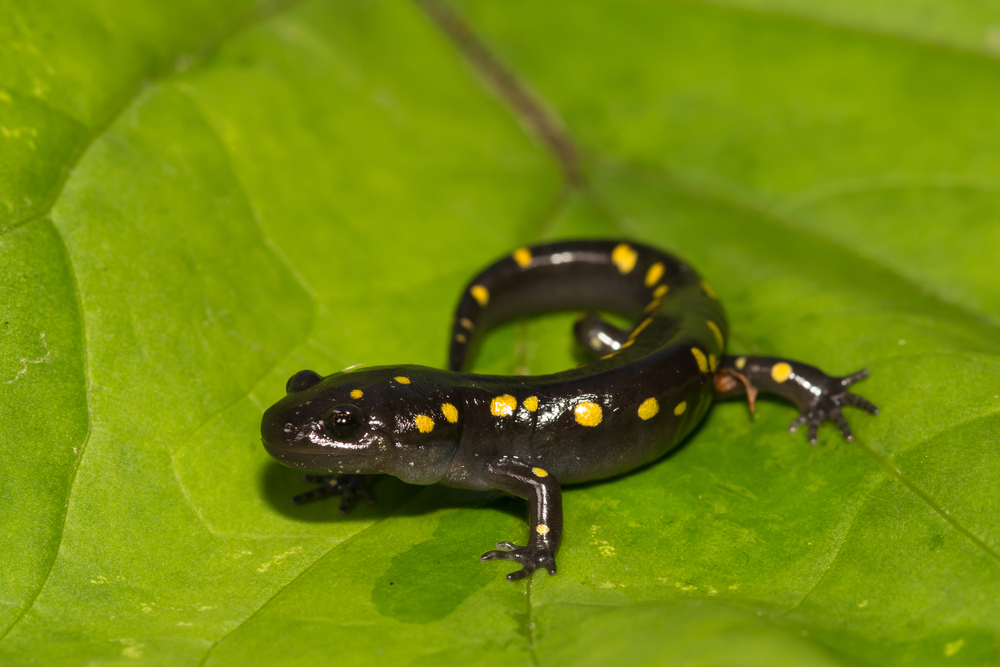 Close-up of a yellow-spotted salamander