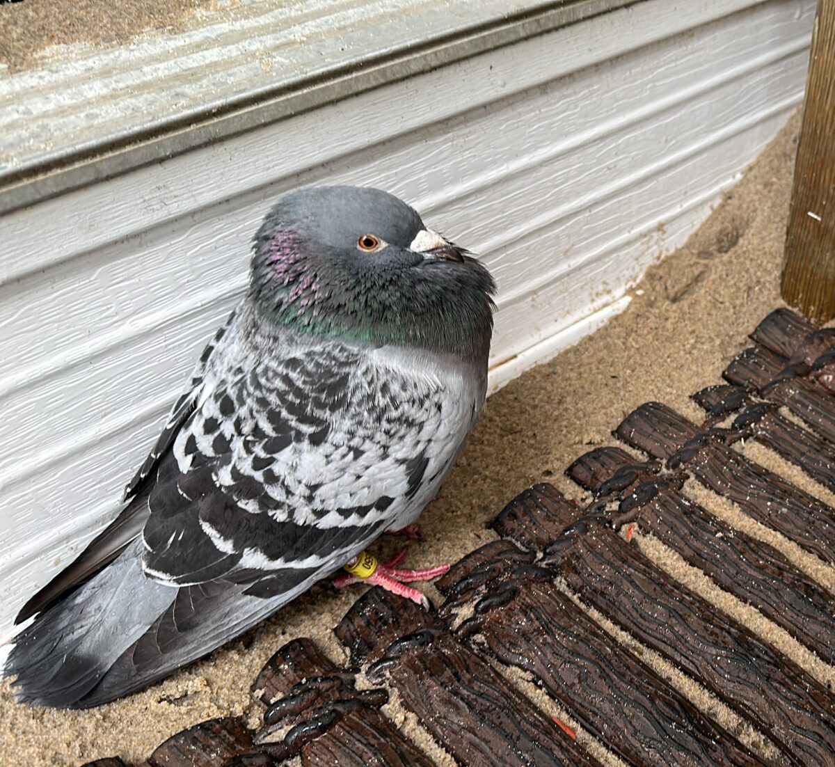 Tagged racing pigeon in front of a sandy porch step