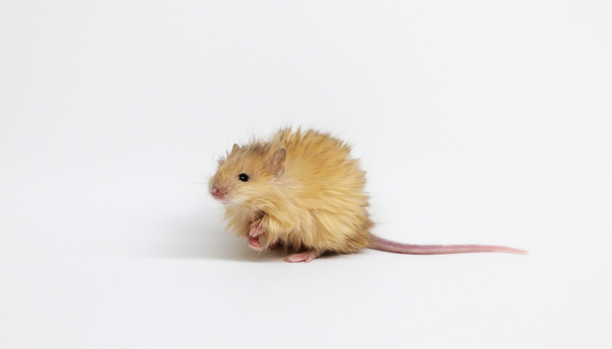 A genetically-engineered woolly mouse